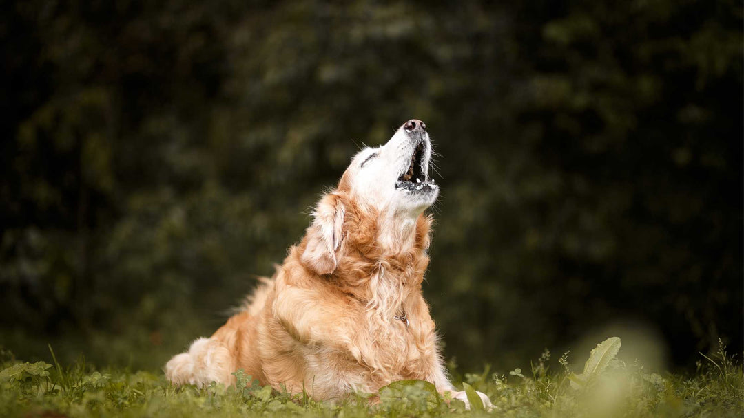 How to Stop a Dog From Barking