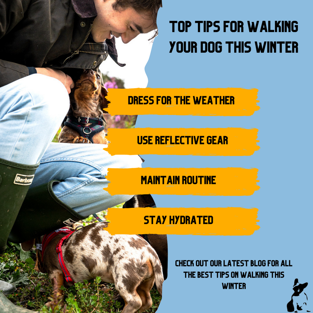 Top tips for walking your dog this winter