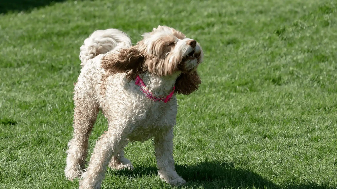 Why Is My Dog Shaking