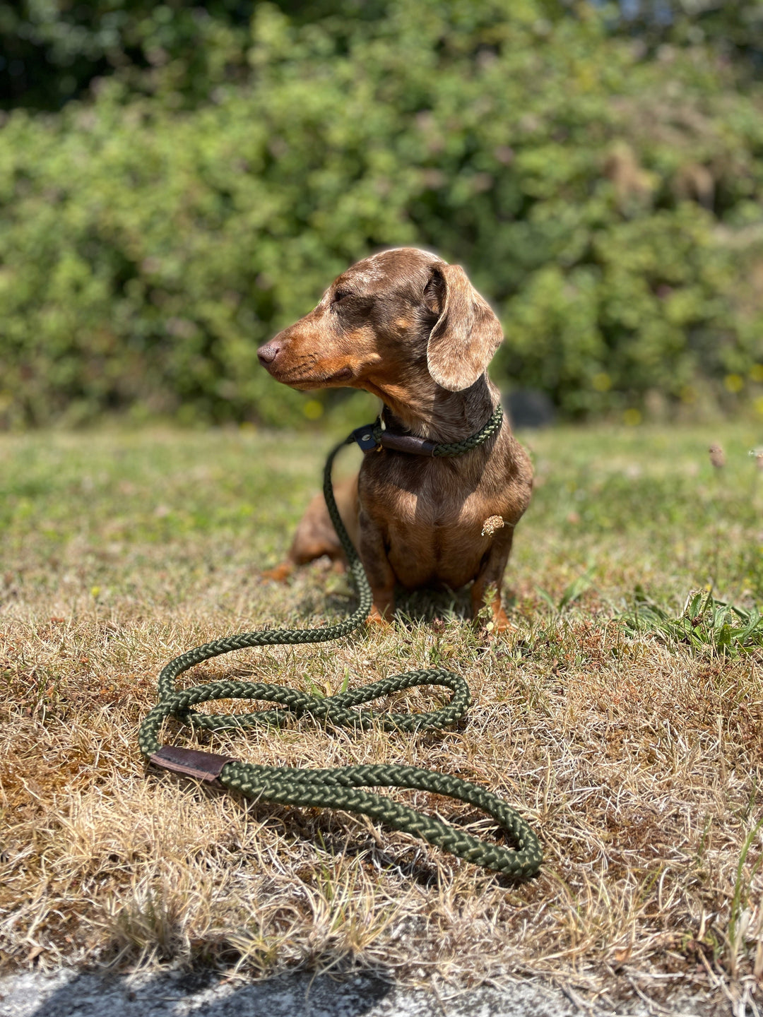 A dog is sitting on a grass field tied with rope slip leads