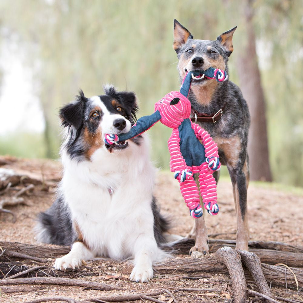 Two dogs are playing with a toy