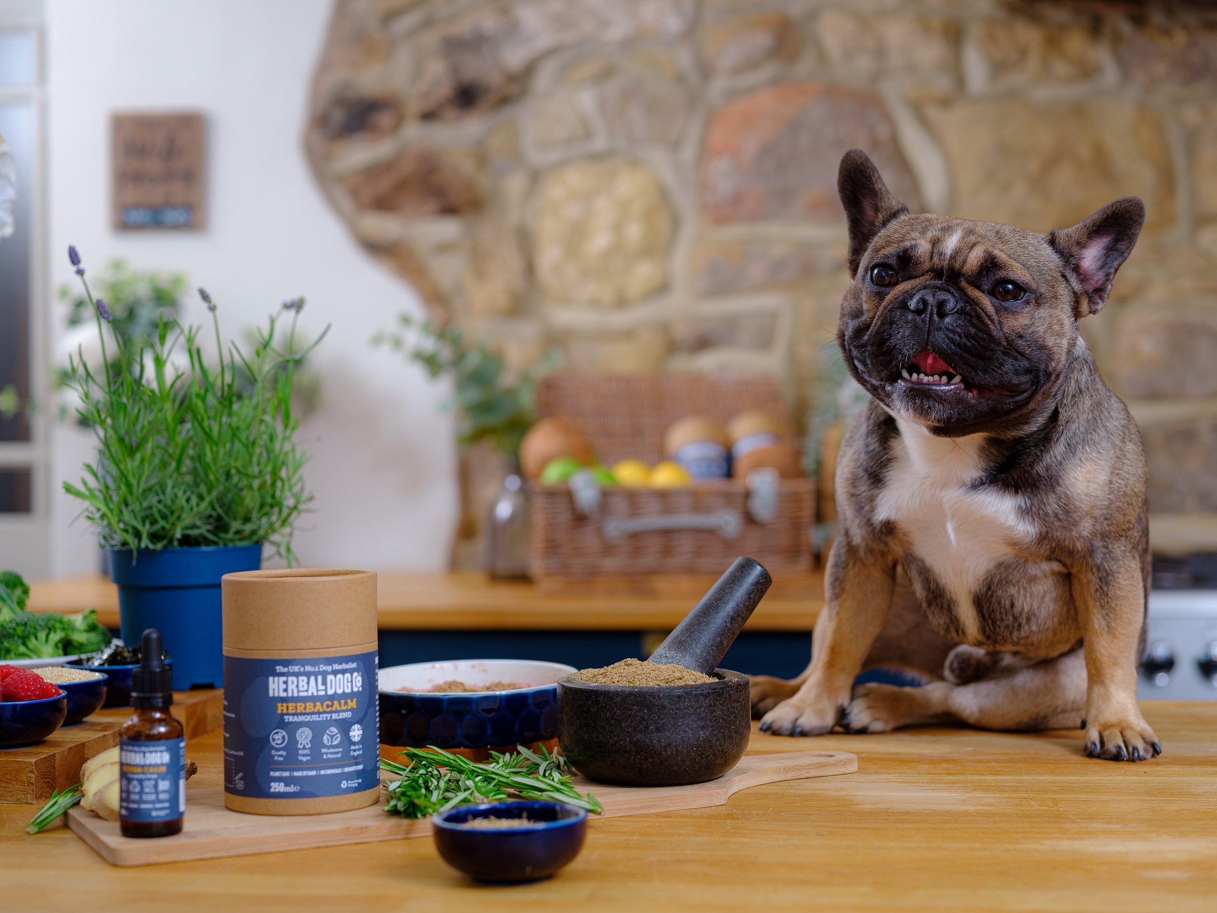 A puppy is looking a ingredients of supplements
