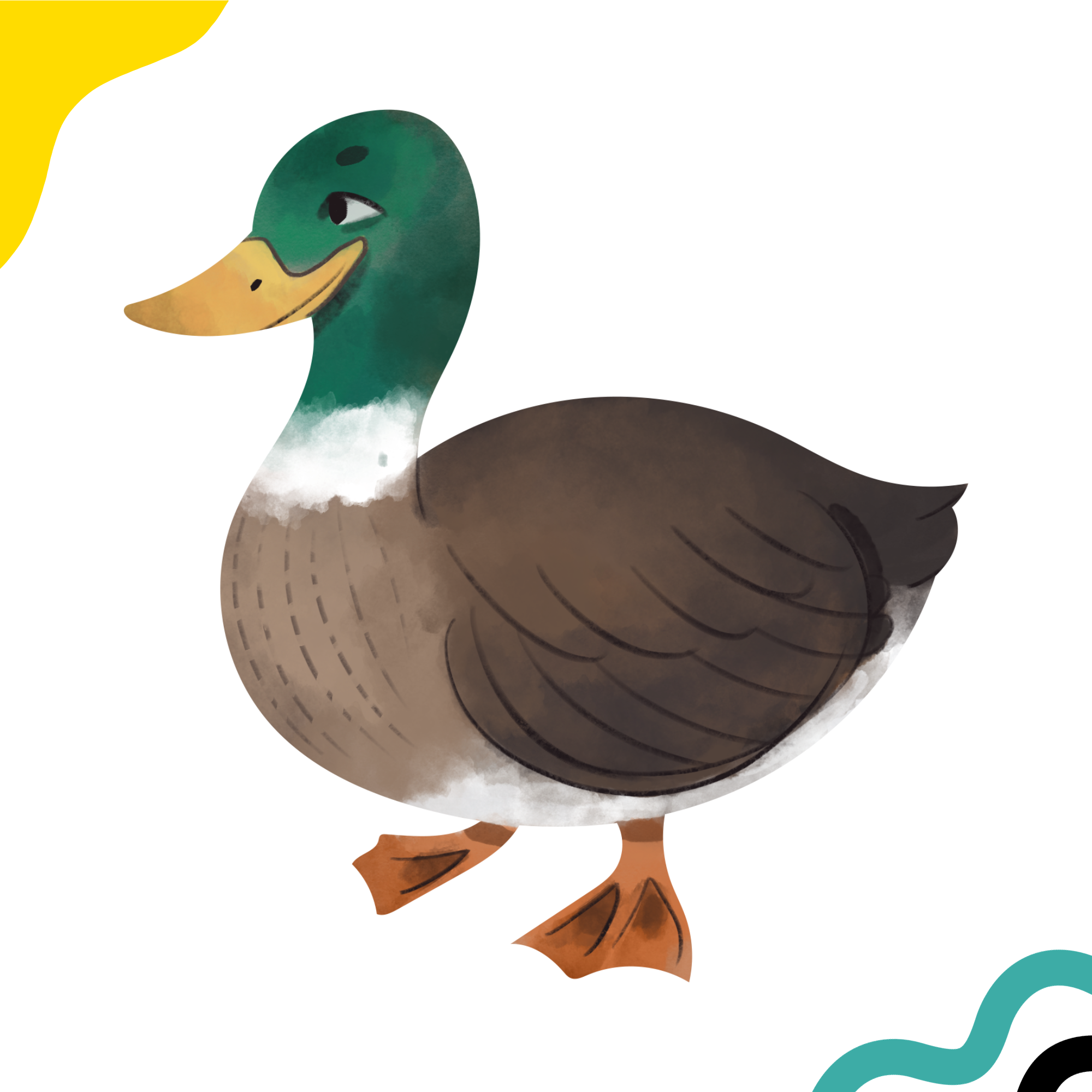 Visual presentation of a duck, source of dog food