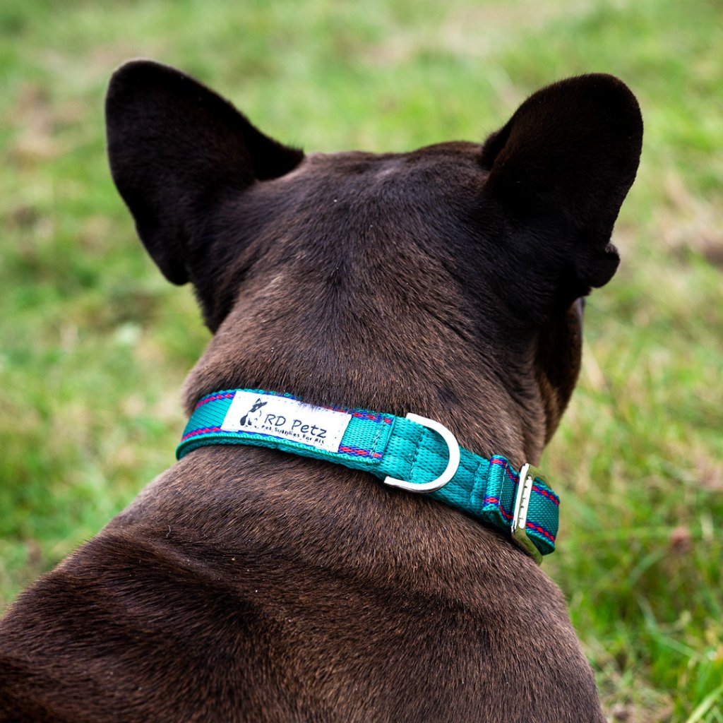 A dog with wearing collar on a grass field