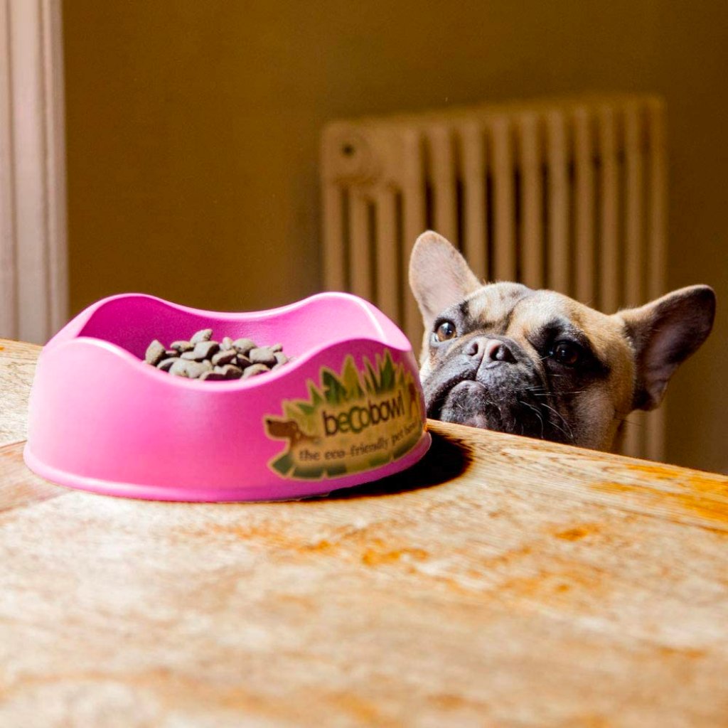 Some dog food is put on a bowl and a dog is looking at it