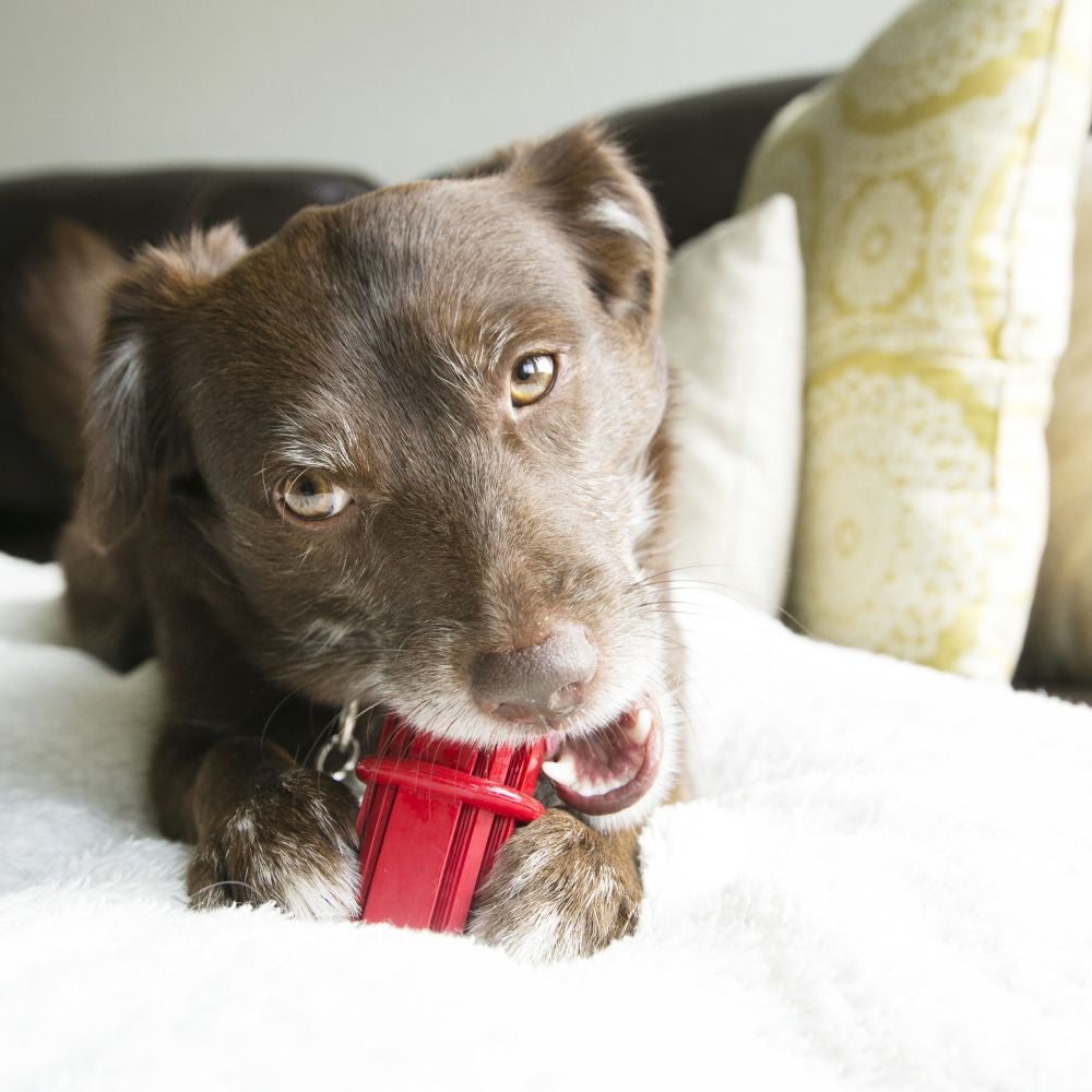 A dog is biting a dental and teething treat with strong teeth