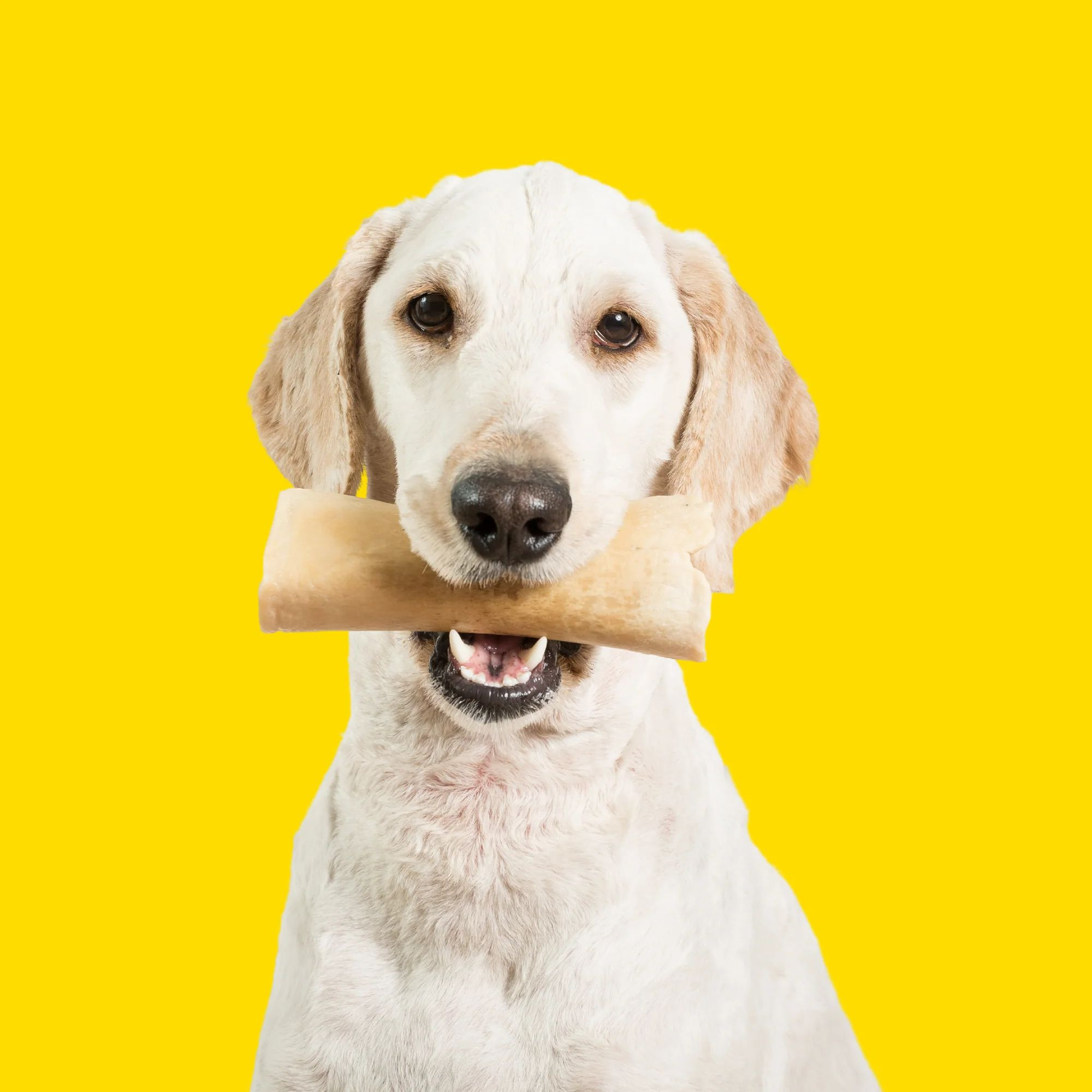A white dog is sitting with a long lasting chew in mouth