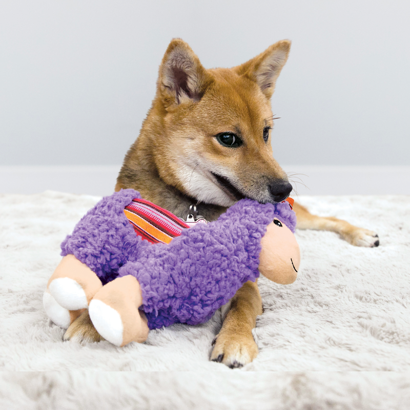Dog is playing with plush toy