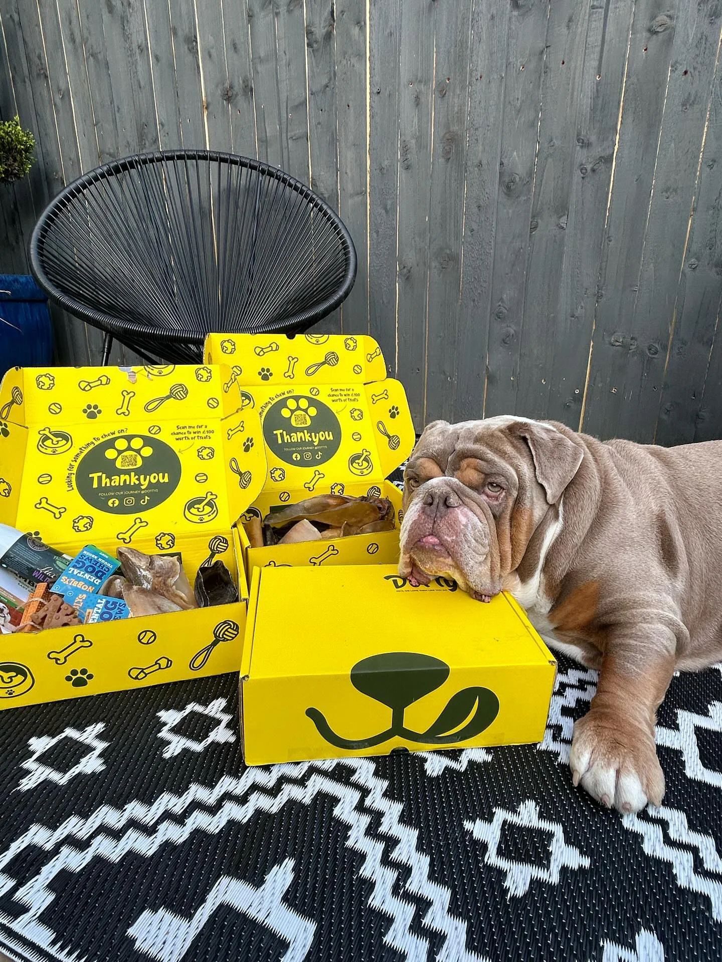 A cute puppy is with healthy natural dog treat boxes