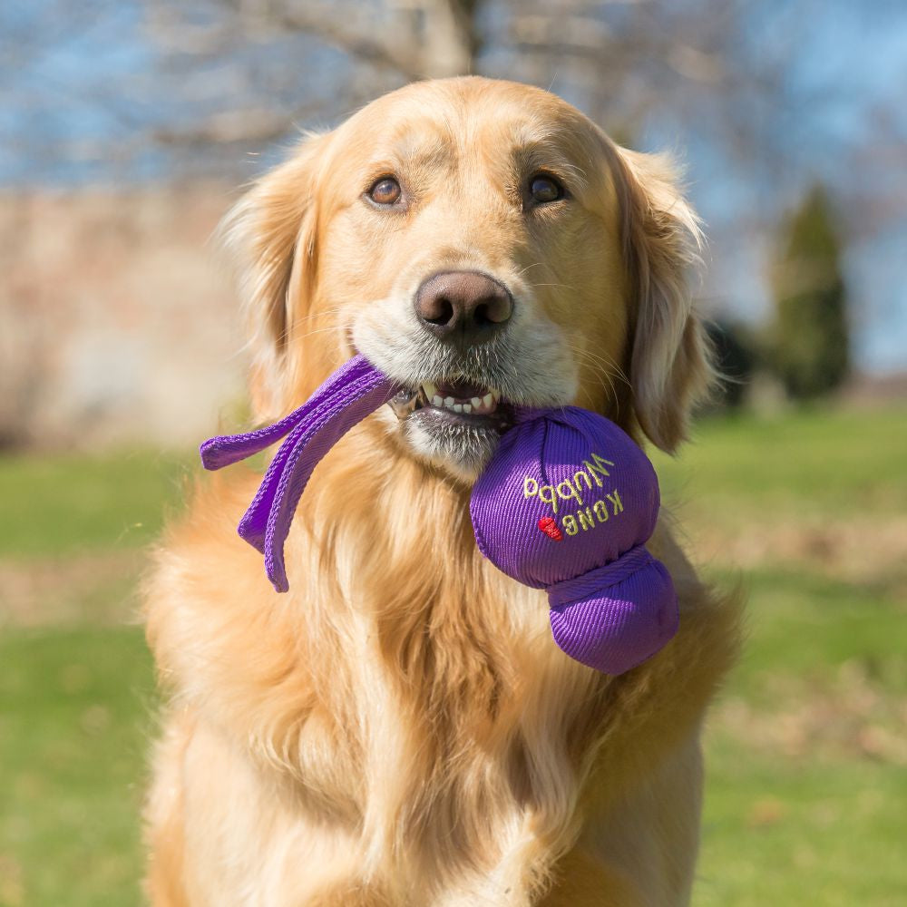 A dog is playing with an interactive toy on a open field