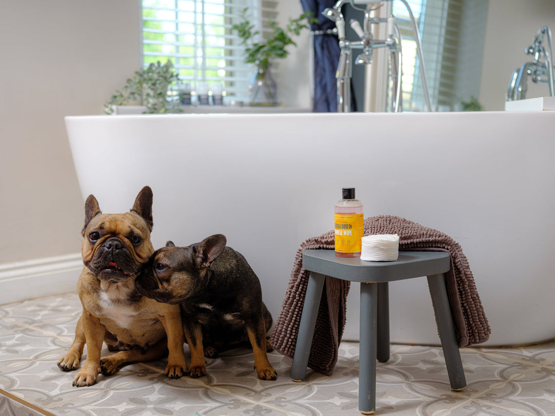 2 dog is sitting beside of a tool and bottle of shampoo and sprays on it