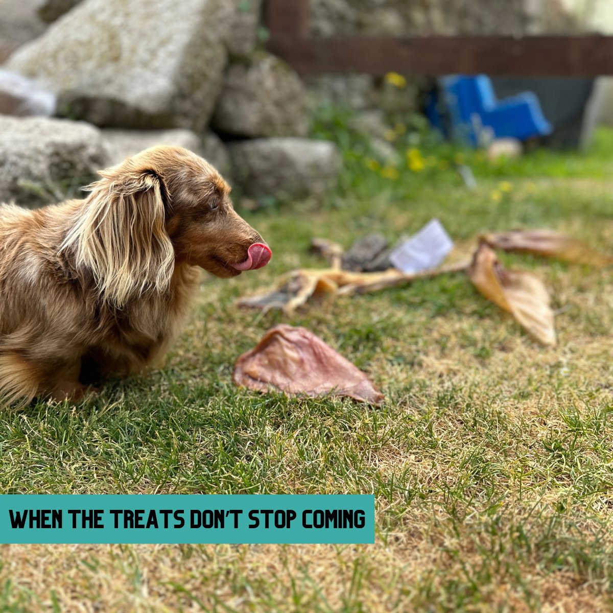 A dog is looking at delicious and health treat accessories
