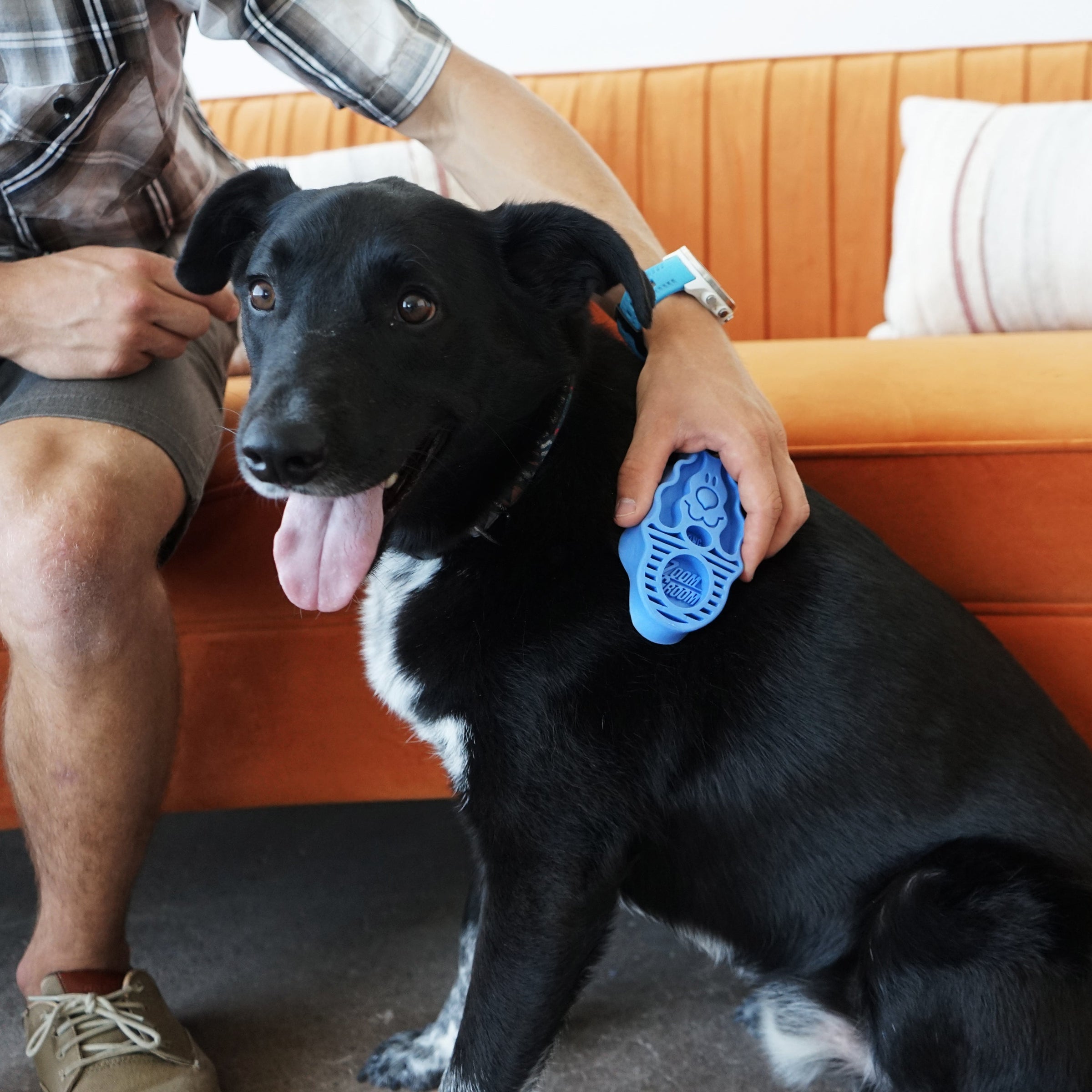 A man is rubbing a black dog with blue brush