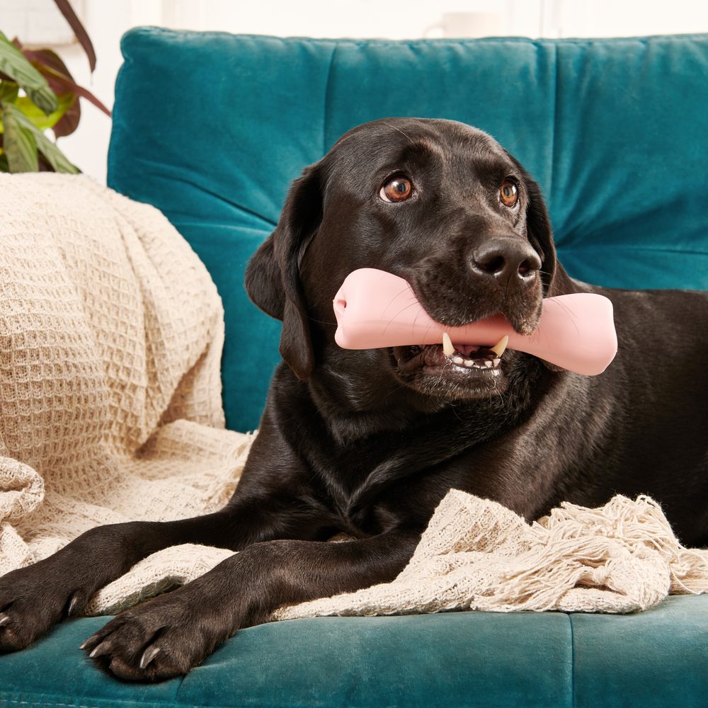 Dog holding rubber bone in mouth