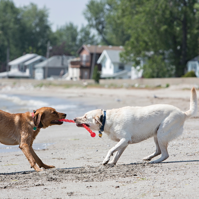 Two dogs are playing with  kong safestix in open field