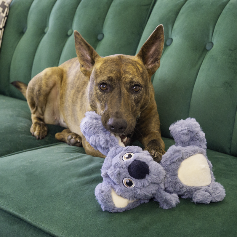 A dog is playing with scrumplez koala on sofa