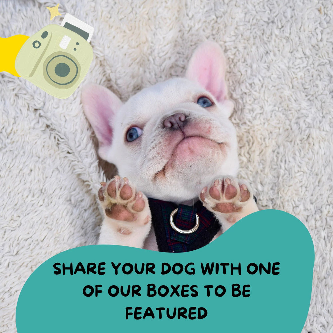 White puppy lying and quote around it saying share your dog, and be featured