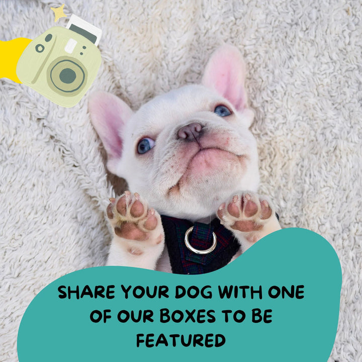 White puppy lying and quote around it saying share your dog, and be featured
