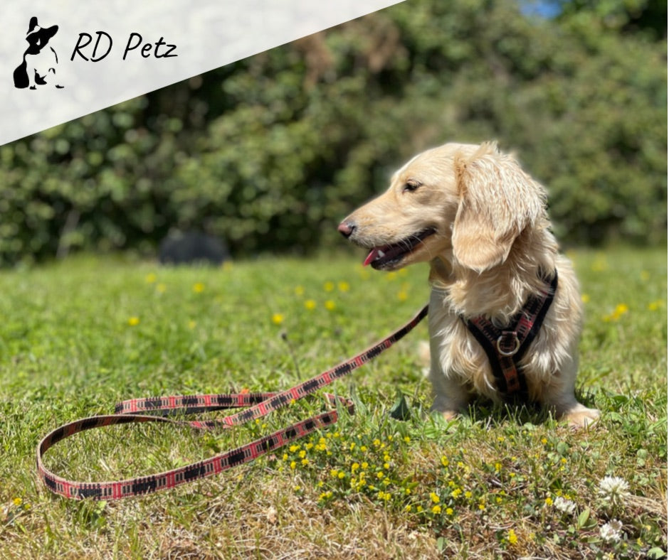 A dog sitting on the open field wearing fleece harness