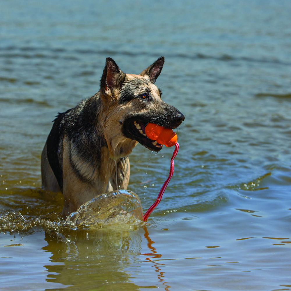 A dog is playing with kong aqua on rope floating dog toy