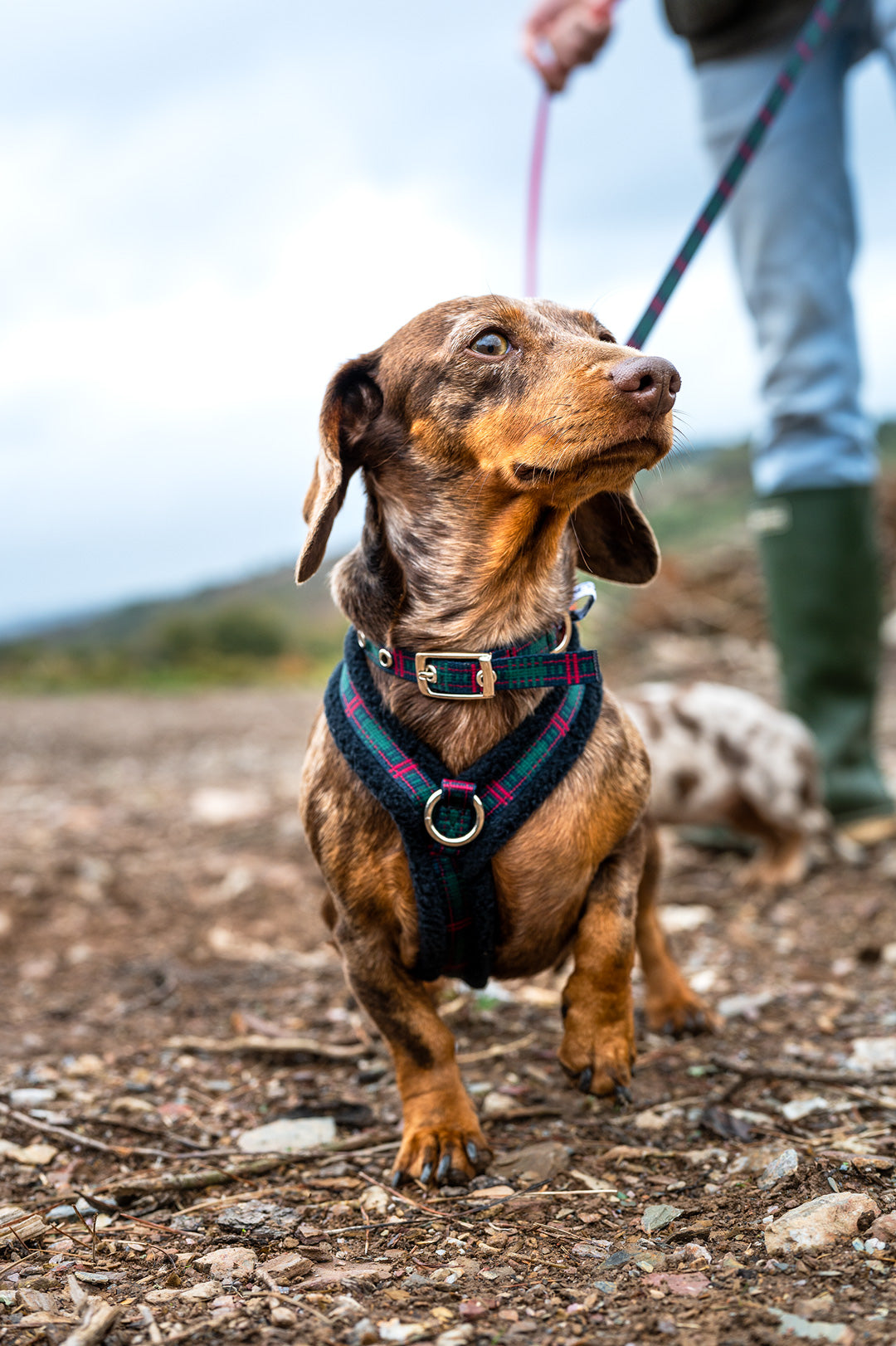 A cute dog wearing petz buckle collar