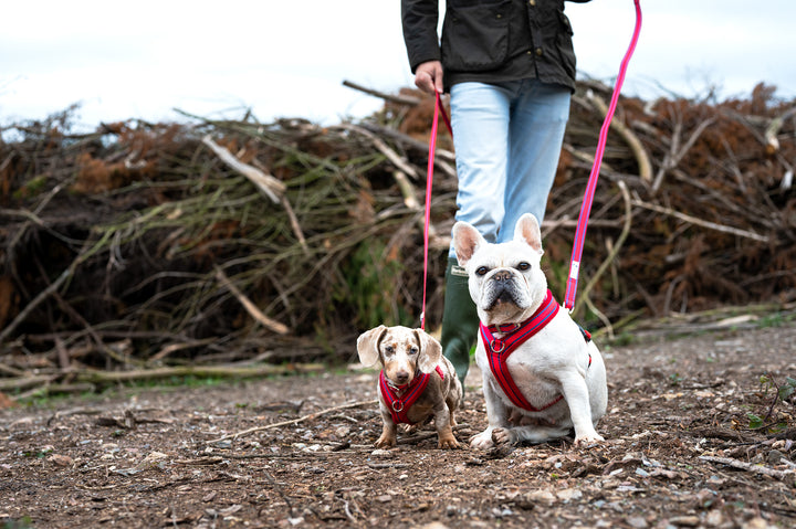 Two puppies are outside wearing gypsy red lead