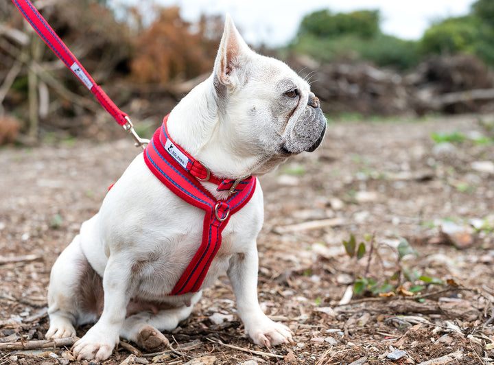 A dog is on the open field wearing gypsy red fleece harness