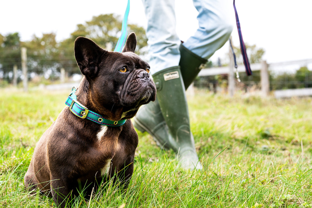 A dog is on the green field wearing gypsy green lead