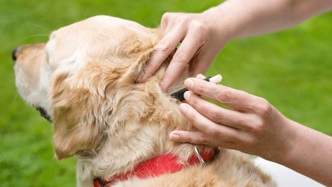 How to Remove a Tick from a Dog