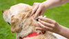 How to Remove a Tick from a Dog