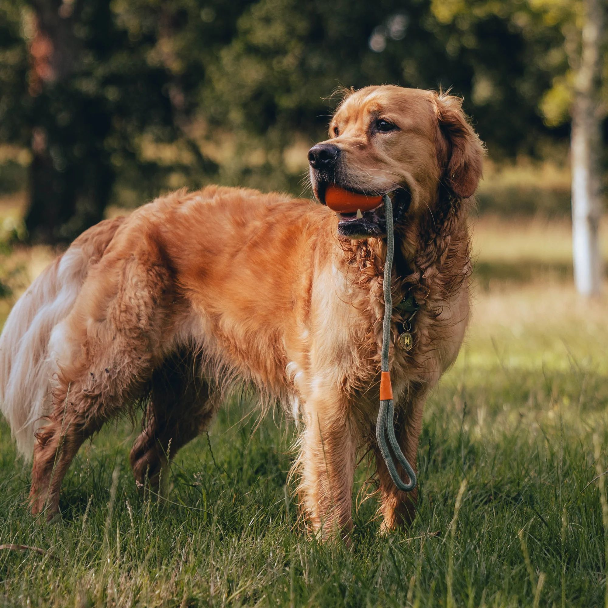 A puppy is playing with dog ball