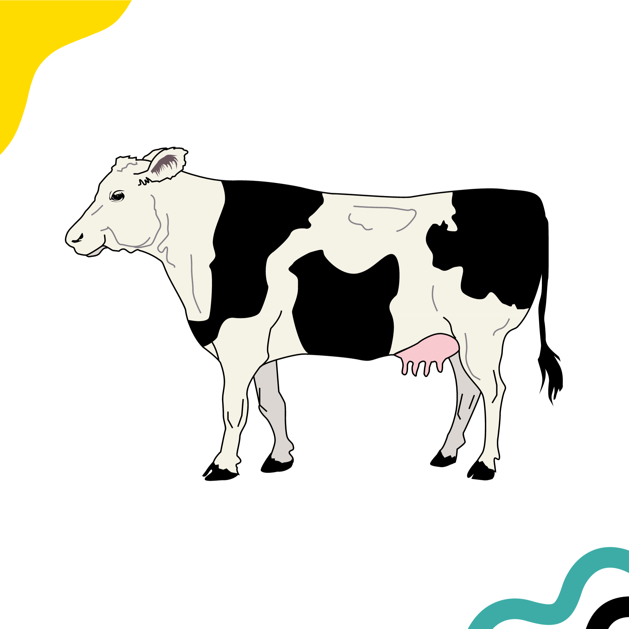 Visual demonstration of a cow