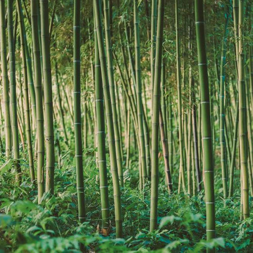 Picture of a cluster of bamboo