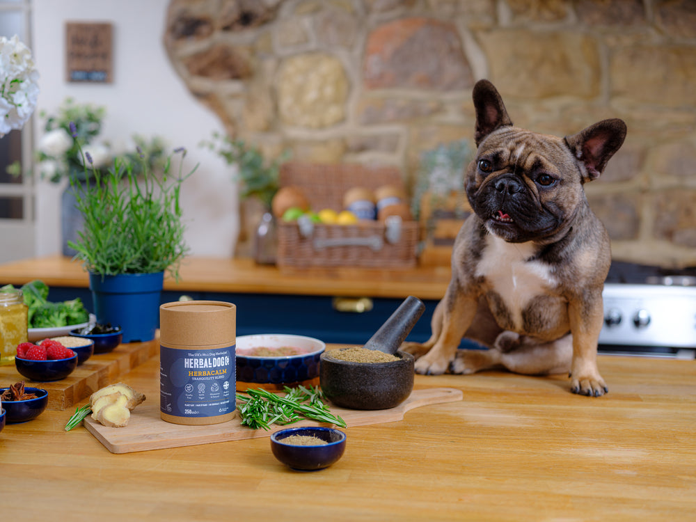 Dog with herbal dog co and other natural elements