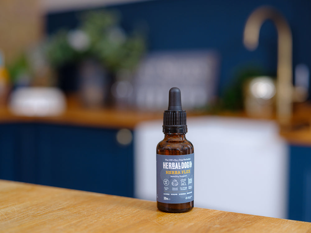 Bottle of herbal dog mobility tonic for joint care on a table 