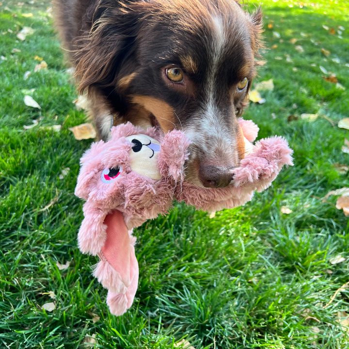 A dog is playing with kong scrumplez bunny in grass field