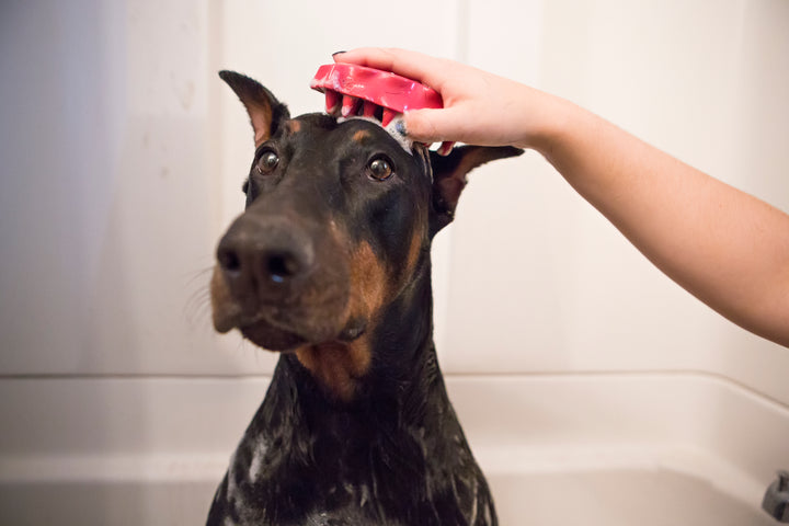Using zoom groom on a dog's head 