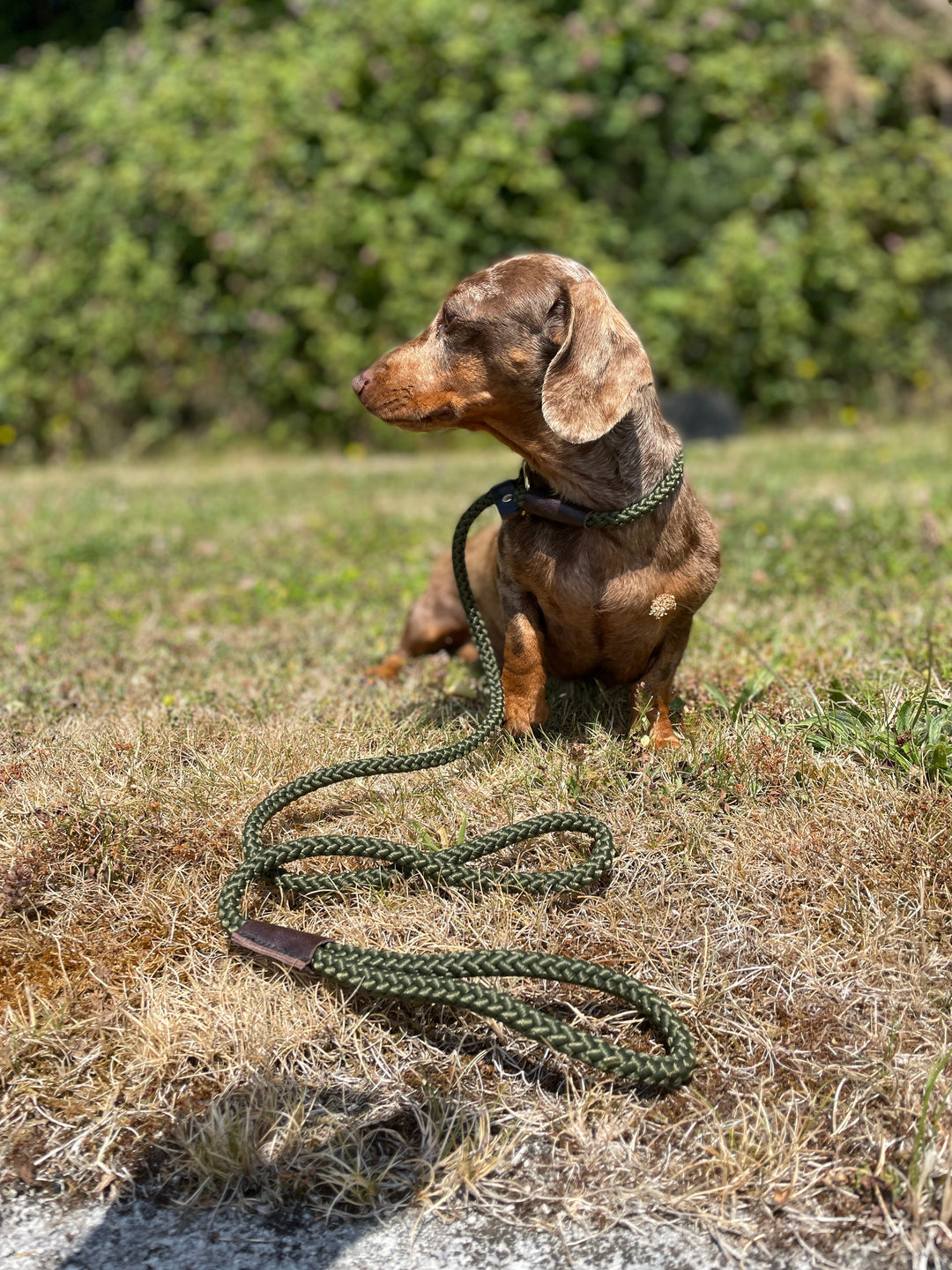 A dog on the grass field wearing black color rope slip lead
