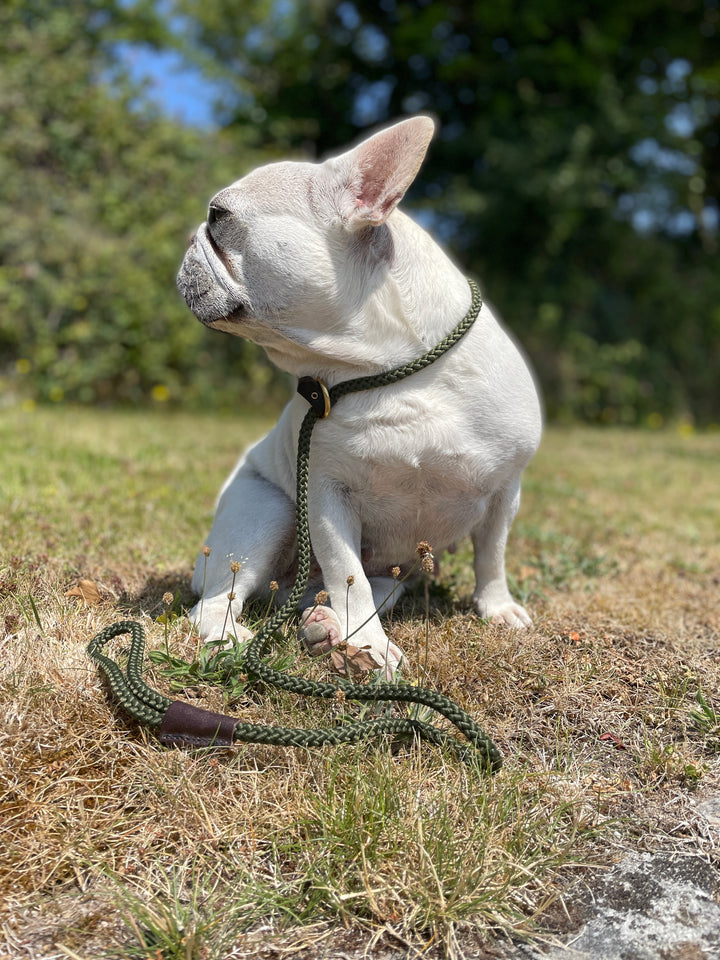 A dog on the grass field wearing olive color rope slip lead